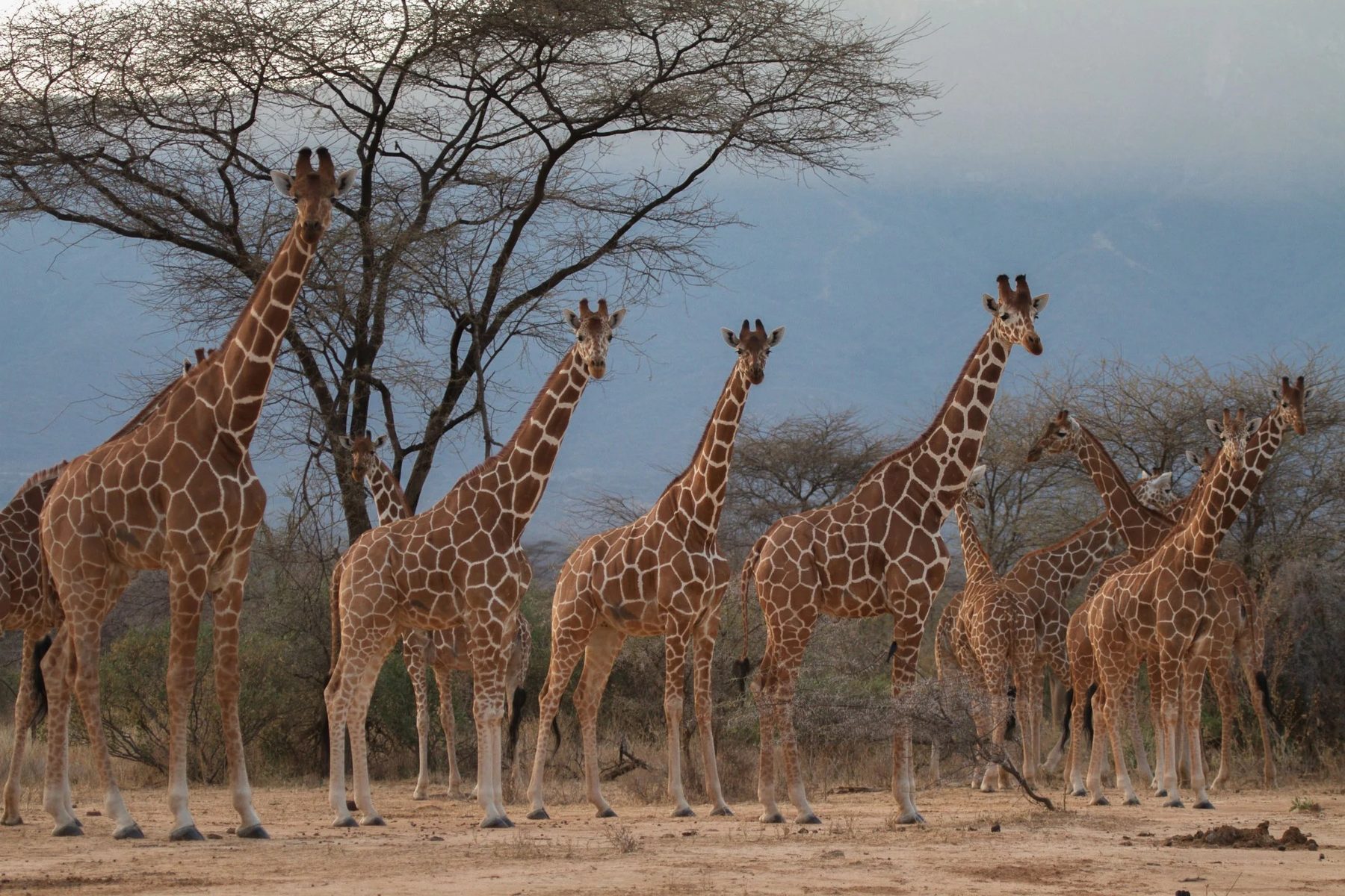Line of reticulated giraffes standing under acacia trees in the Namunyak Community Conservancy