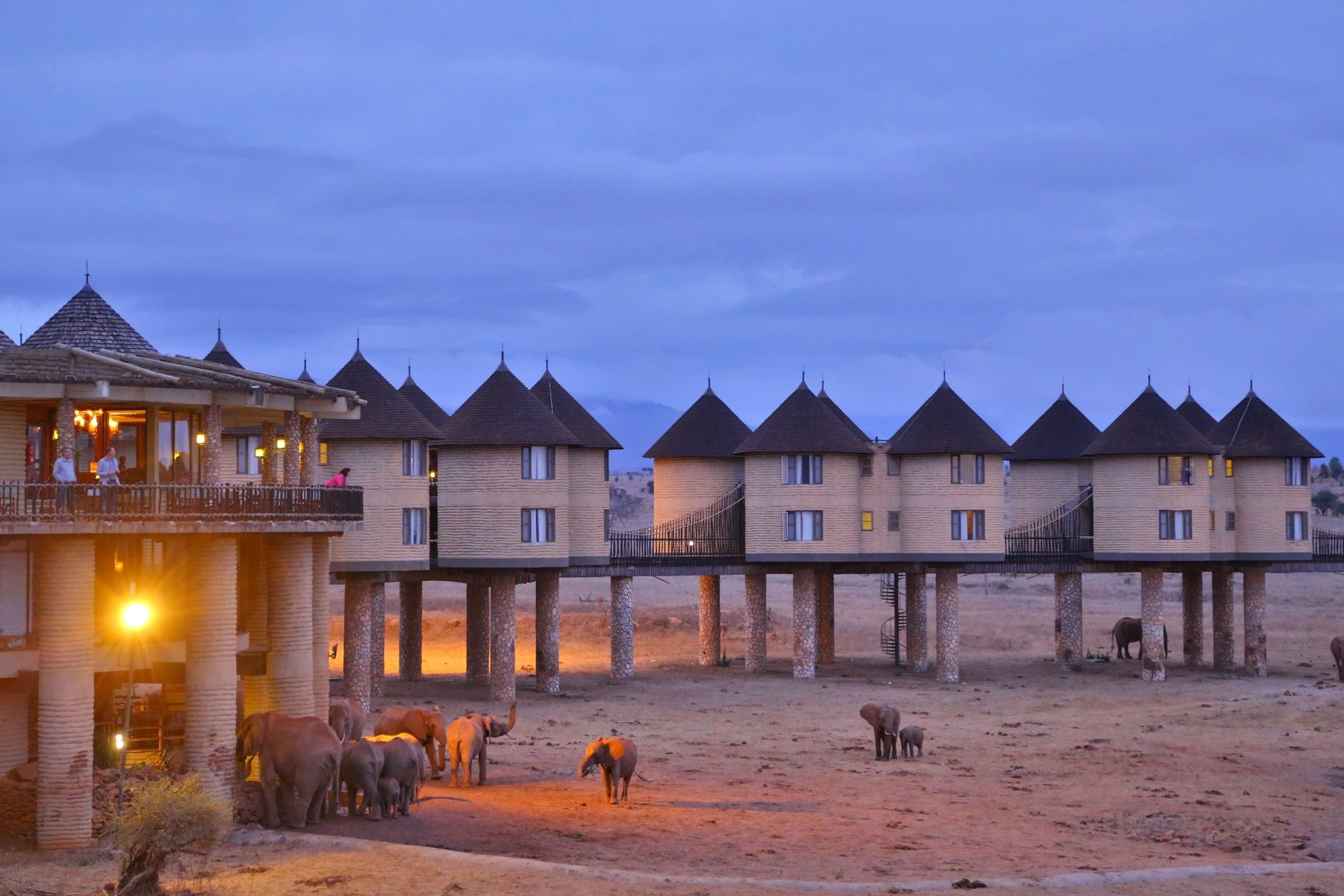 Salt Lick Safari Lodge lit up at dusk, its stilted rooms lined up behind the waterhole with elephants below