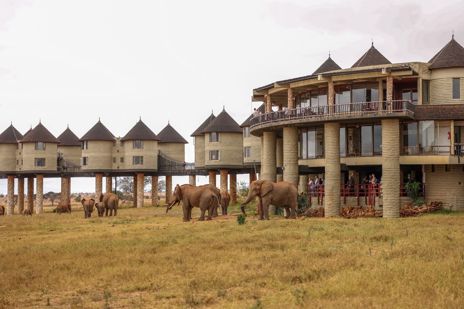 Elephants gathering below the main building and stilted rooms of Salt Lick Safari Lodge in the late sun