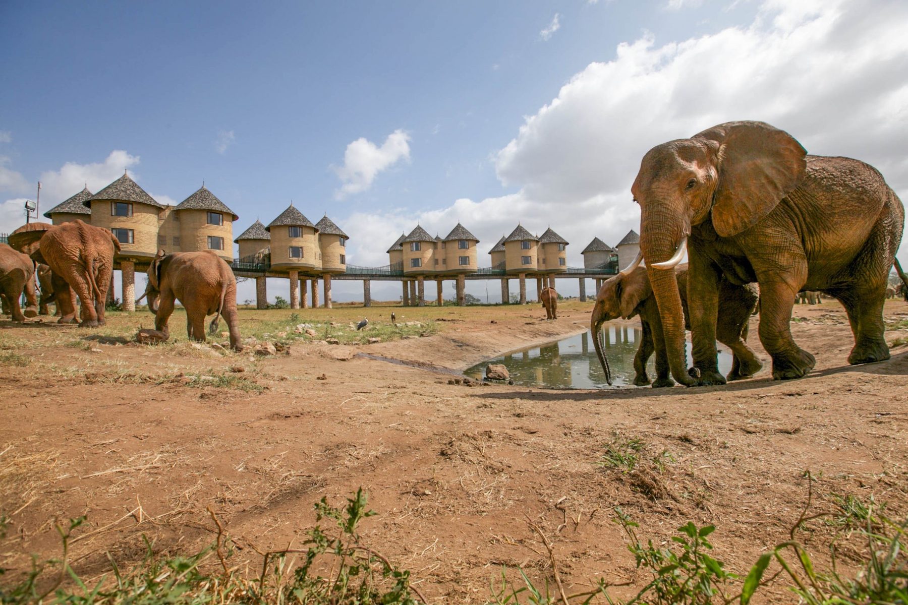 Elephants drinking at the waterhole in front of Salt Lick Safari Lodge’s rooms on stilts