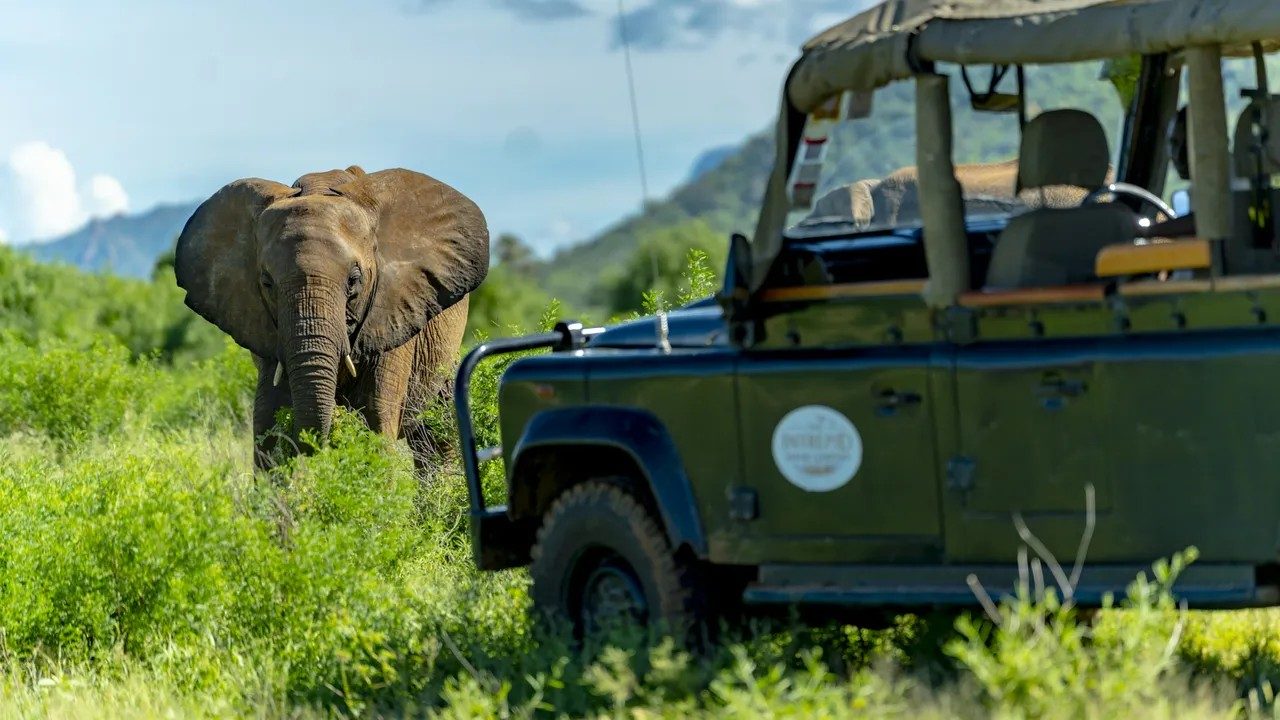 Elephant browsing in green bush beside an open game drive vehicle in Samburu National Reserve