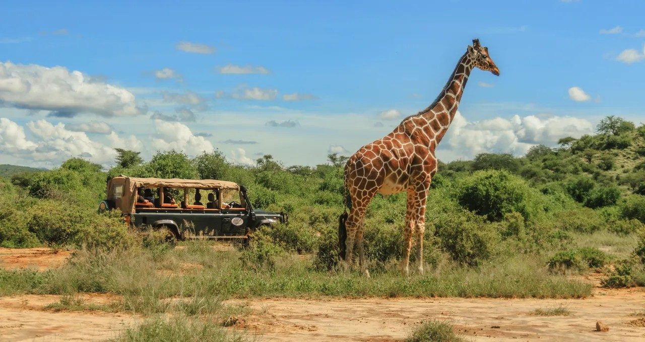 Reticulated giraffe standing near a game drive vehicle among green bush in Samburu National Reserve