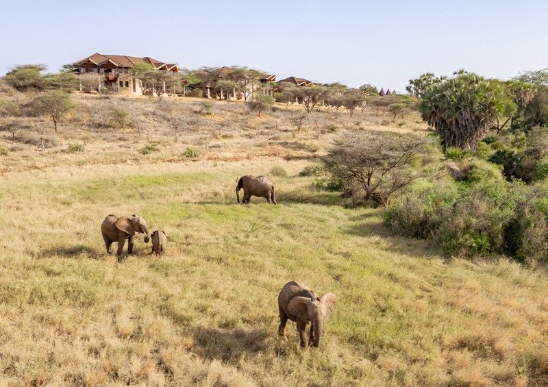 Elephants grazing on open grassland below the buildings of Samburu Simba Lodge on the hillside