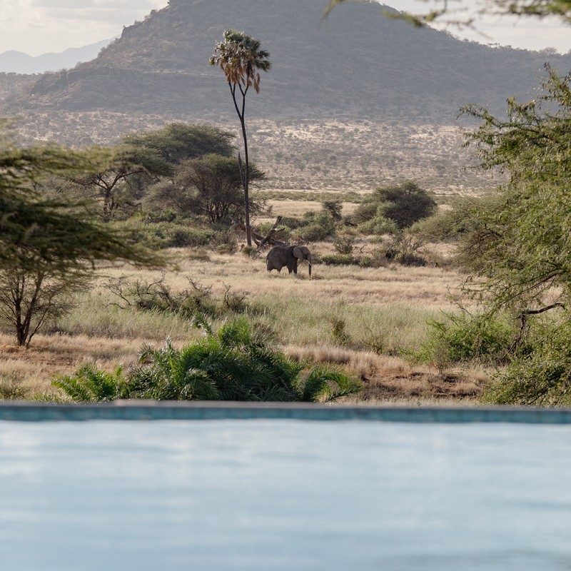 View from the edge of the pool at Samburu Simba Lodge across bush and palms to an elephant and distant hills