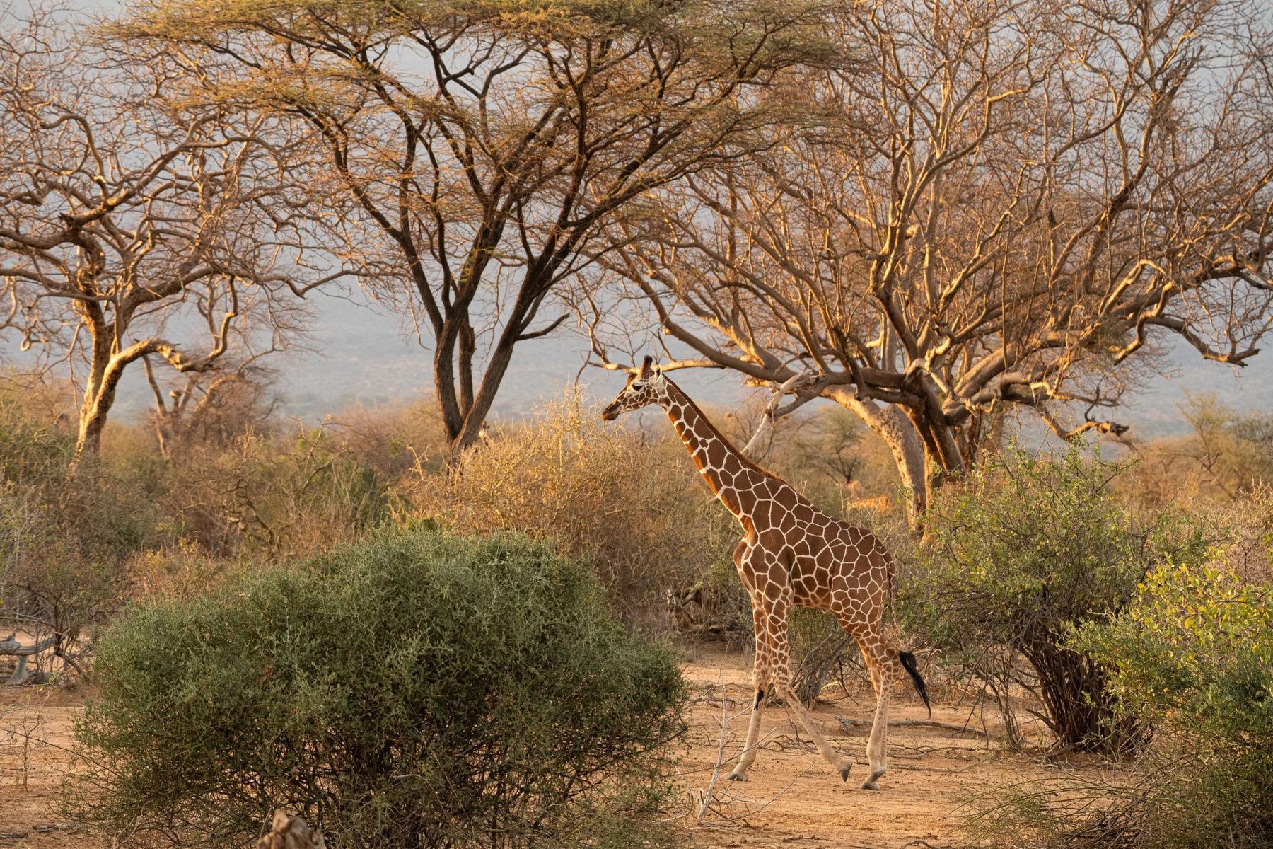 Giraffe browsing among dry acacia trees and green shrubs in the bush near Sarara Camp
