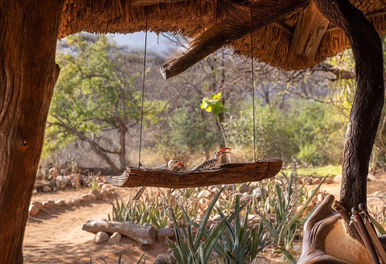 Two hornbills feeding from a hanging log beneath a thatched roof, with aloes and bush behind, at Sarara Camp