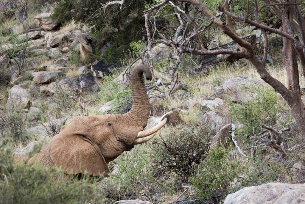 Elephant raising its trunk to feed among rocks and bush in the Kalama Conservancy