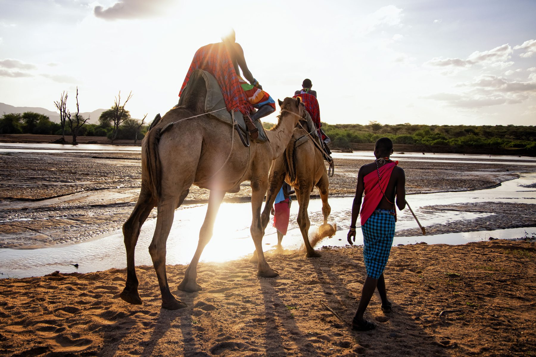 Guides leading a guest on a camel across a sandy riverbed into the low evening sun at Sasaab