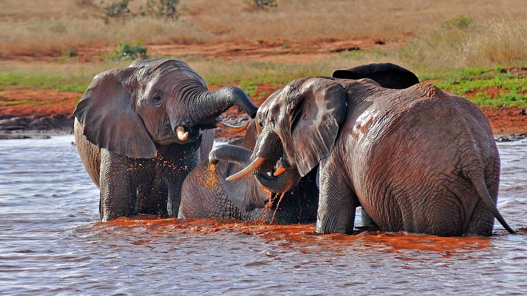 Red-dusted elephants bathing together in a muddy waterhole in Tsavo East National Park