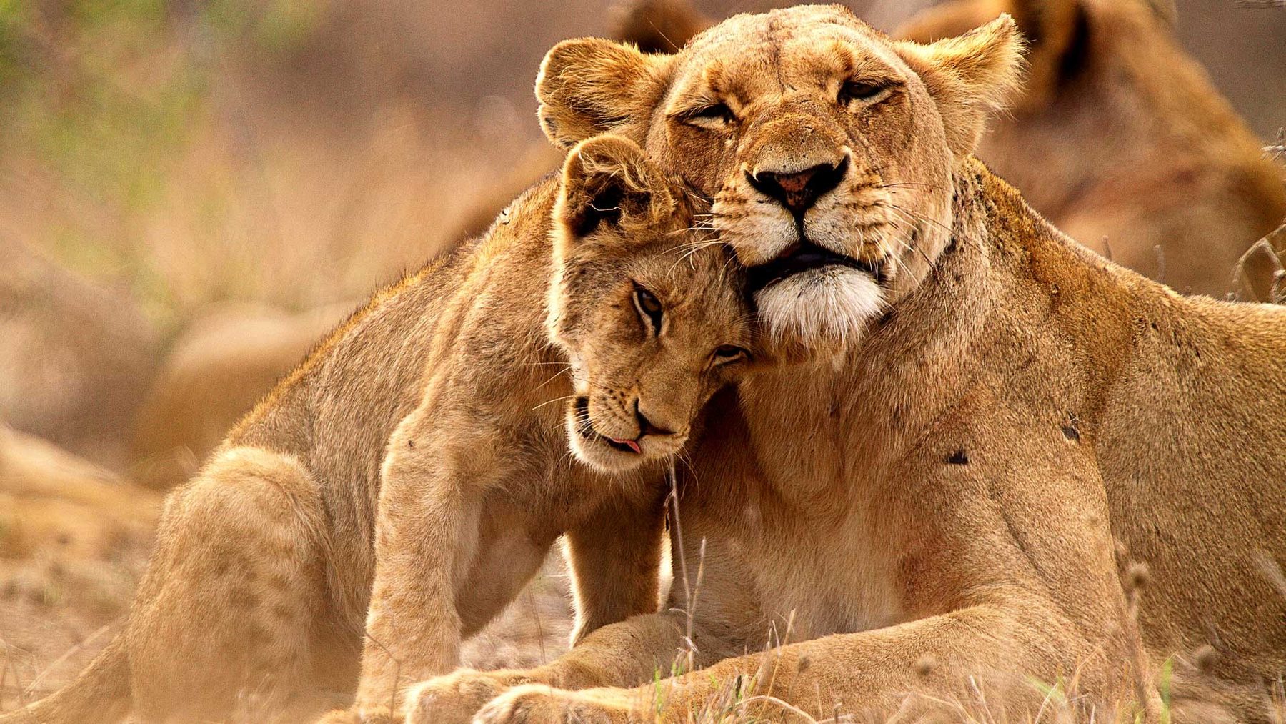 Two lions resting cheek to cheek in the golden light of Tsavo East National Park