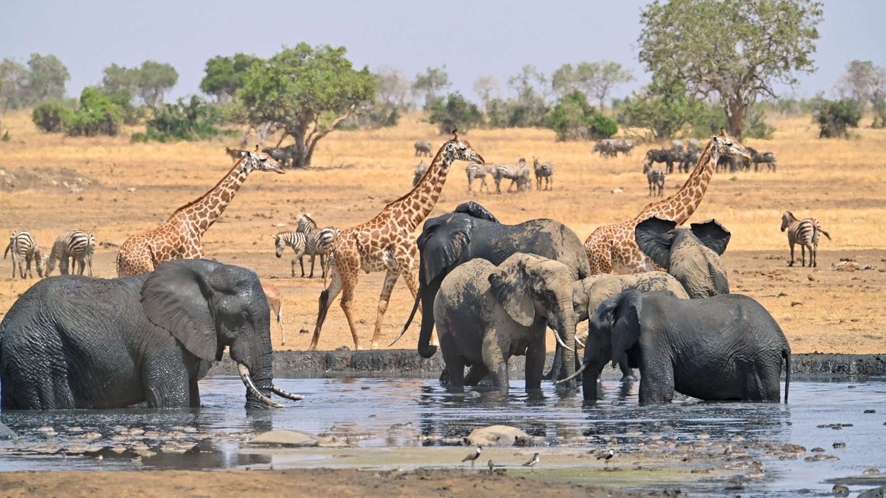 Elephants, giraffes and zebras gathered at the waterhole in front of Satao Camp in Tsavo East