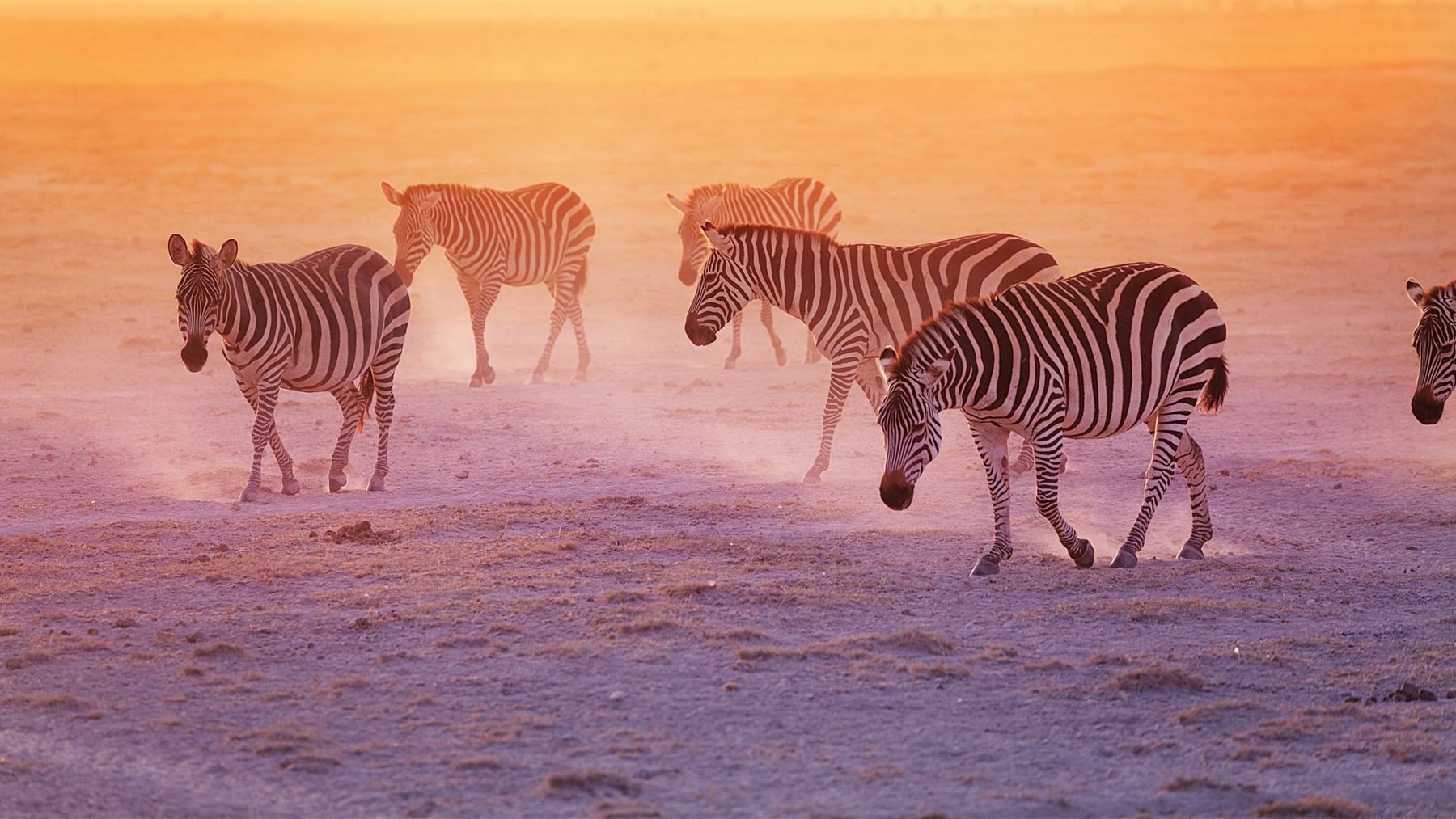 Zebras walking through golden dust at sunset in Tsavo East National Park