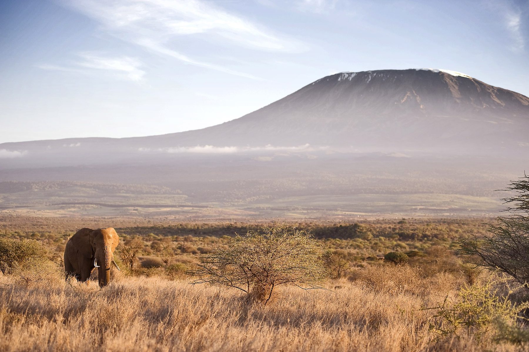 Elephant walking through dry grassland near Satao Elerai, with Kilimanjaro rising behind