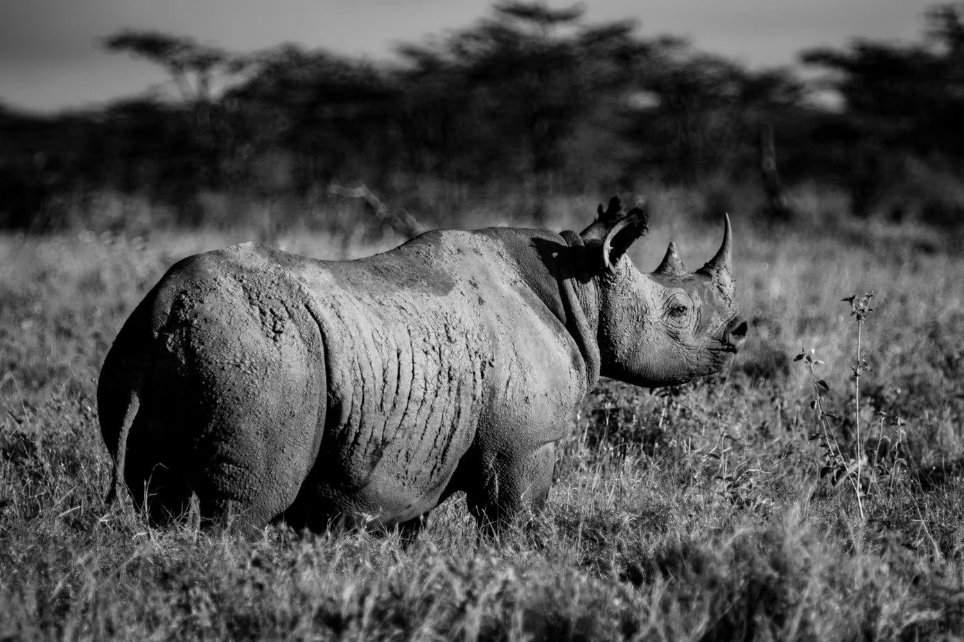 Black and white photograph of a rhino standing in long grass near Segera Retreat