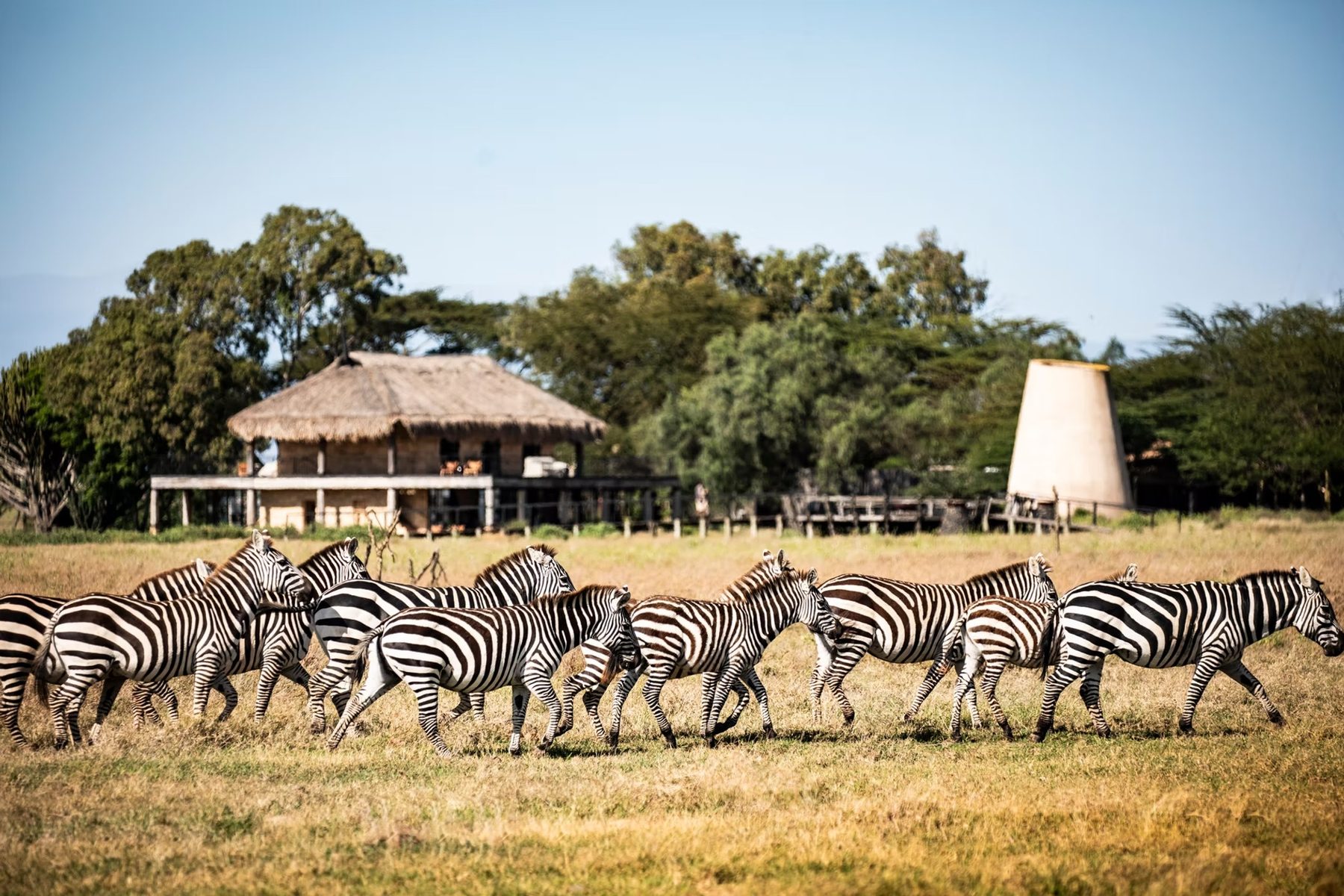 Herd of zebra running across golden grass in front of a thatched raised deck and tower at Segera Retreat