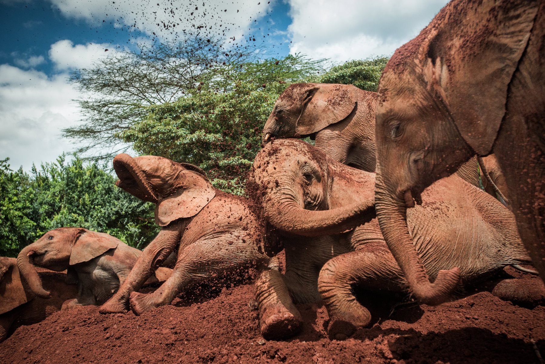 Young orphaned elephants rolling and flinging red mud at the Sheldrick Wildlife Trust nursery