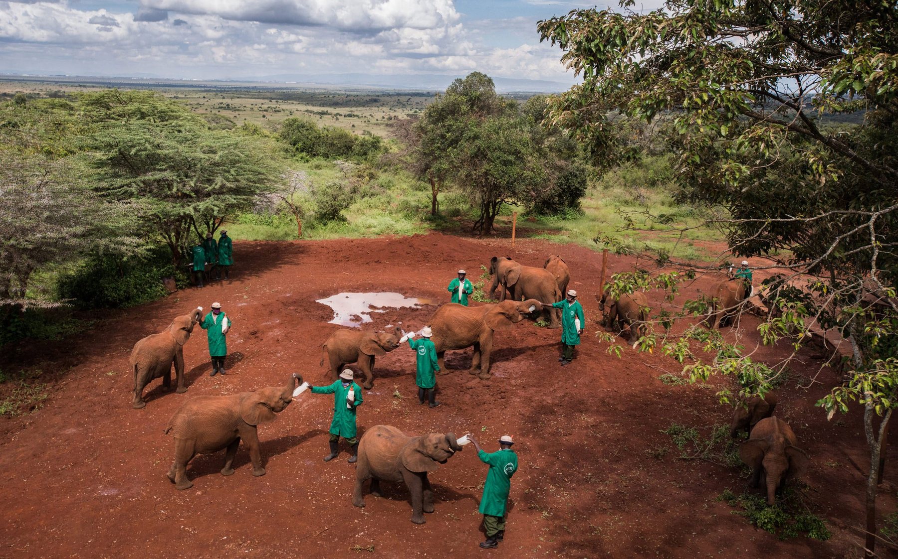 Keepers in green coats with orphaned elephants on the red earth of the Sheldrick Wildlife Trust nursery in Nairobi National Park