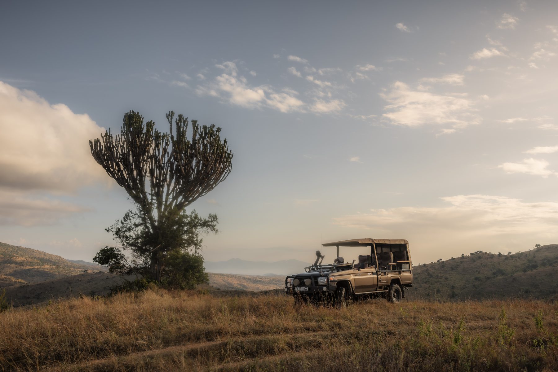 Game drive vehicle parked beside a candelabra tree on a grassy hillside in soft evening light