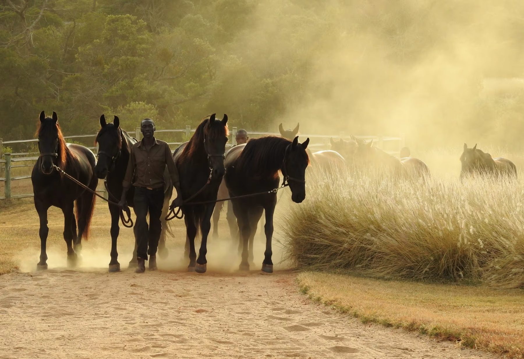 Rider leading a group of dark horses through golden dust and tall grass