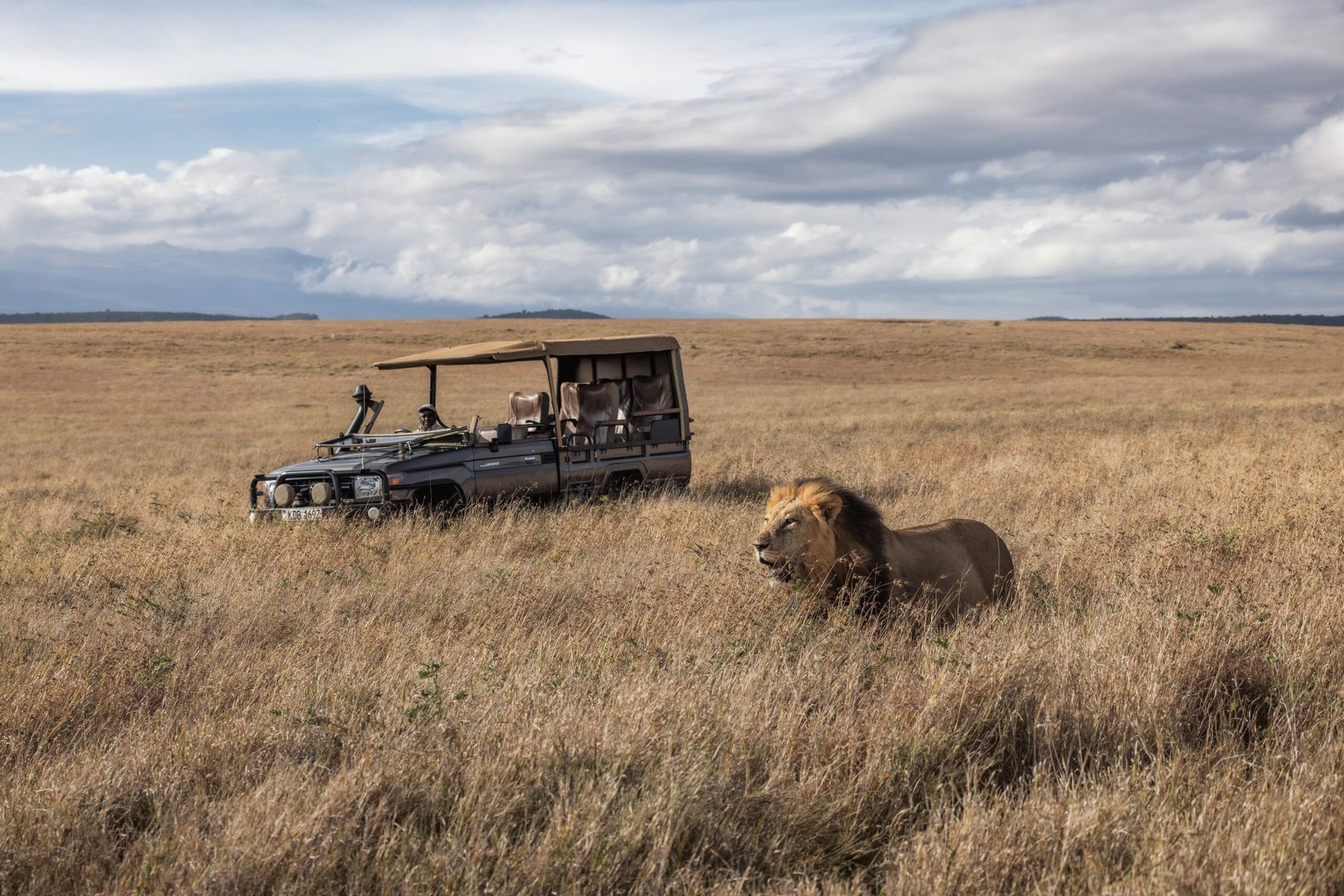 Lion walking through long golden grass close to a game drive vehicle under a cloudy sky