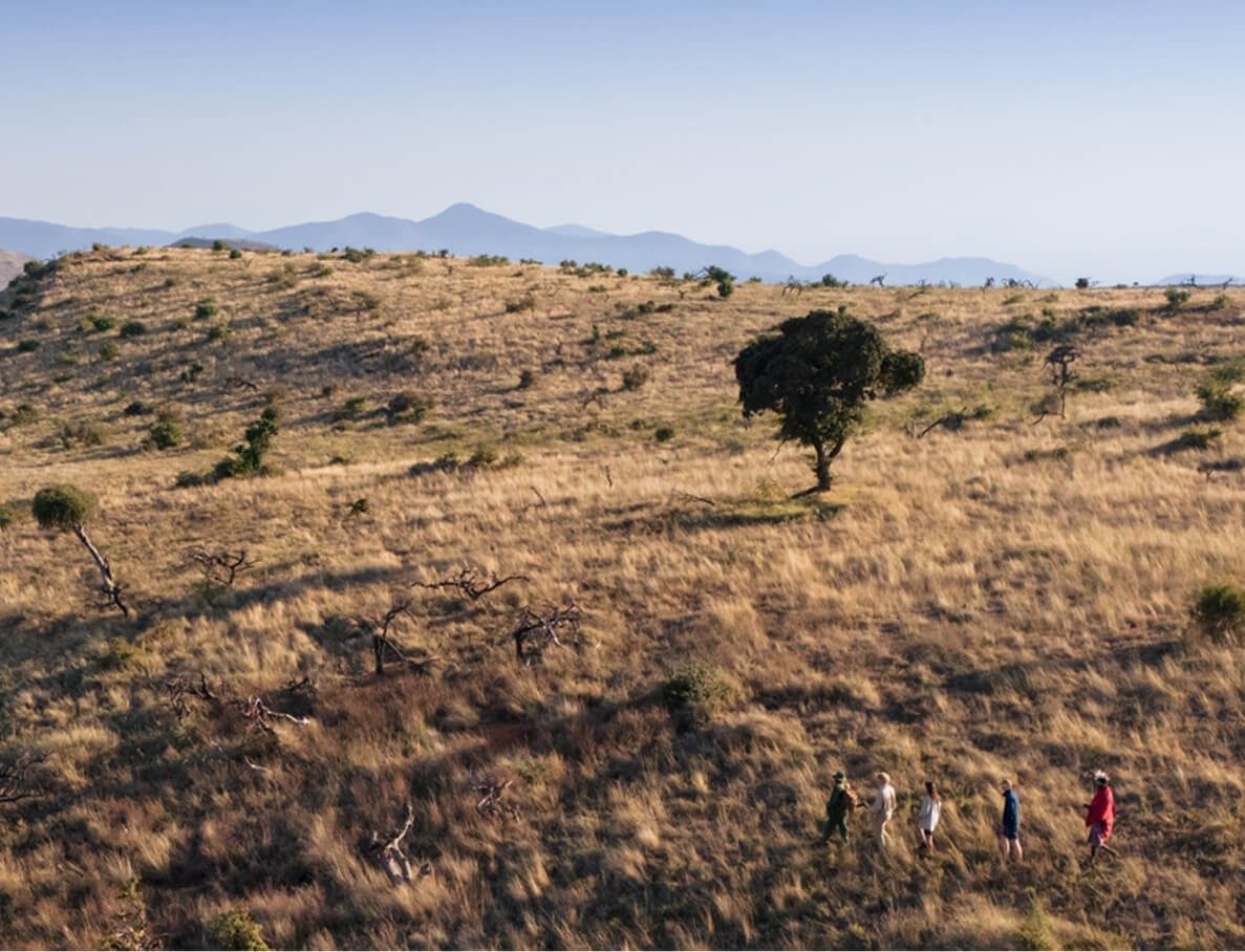 Small group of walkers crossing dry grassland near a lone tree on Lewa, with hills on the horizon