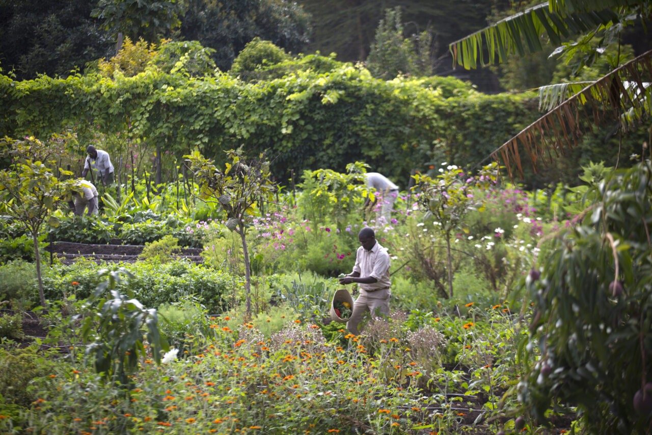 Gardeners tending rows of vegetables and herbs in the lush kitchen garden at Sirikoi