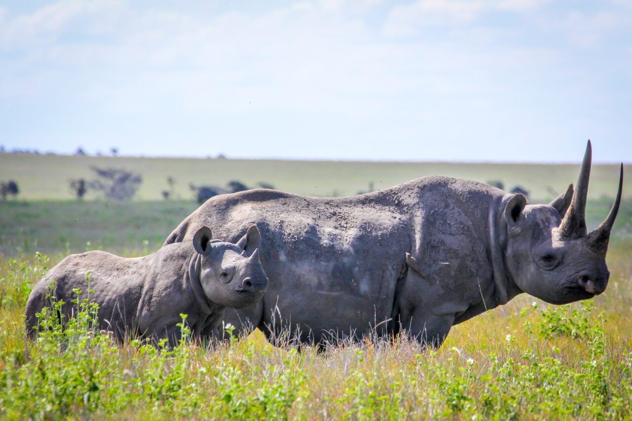 Rhino and calf grazing in long green grass on the Lewa Wildlife Conservancy