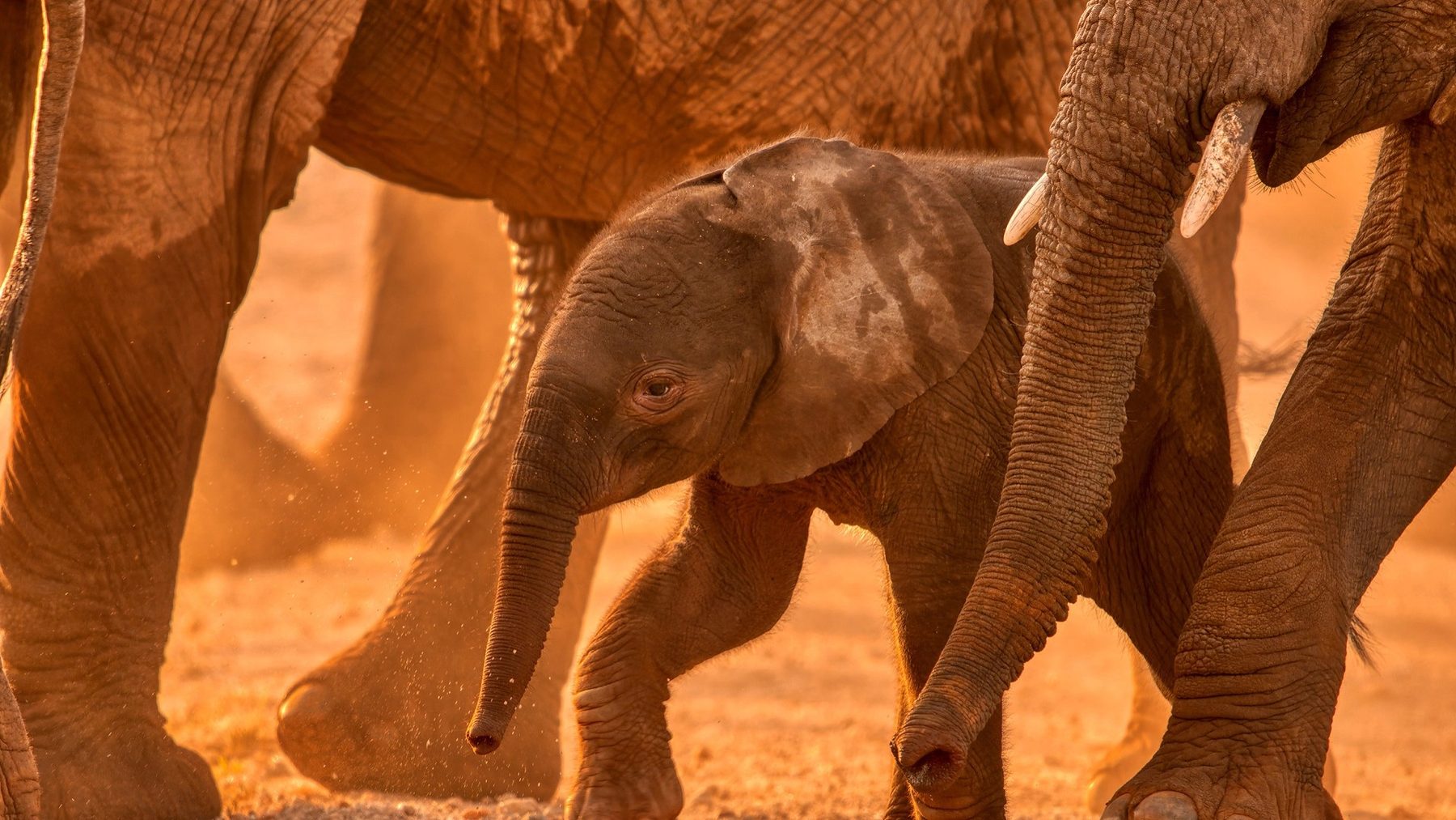 Elephant calf walking between the legs of adults through red dust near Soroi Larsens Camp