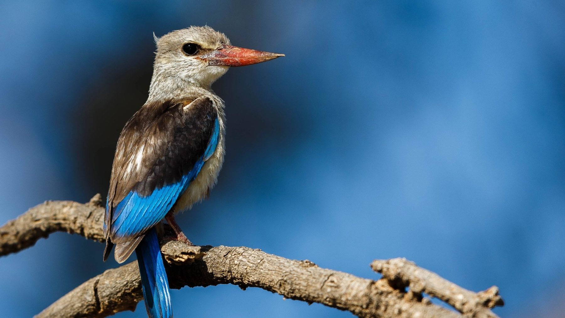 Grey-headed kingfisher with a red bill perched on a bare branch against a blue background near Soroi Larsens Camp