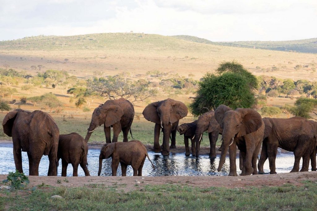 Herd of elephants with calves drinking at a waterhole on open grassland below low hills