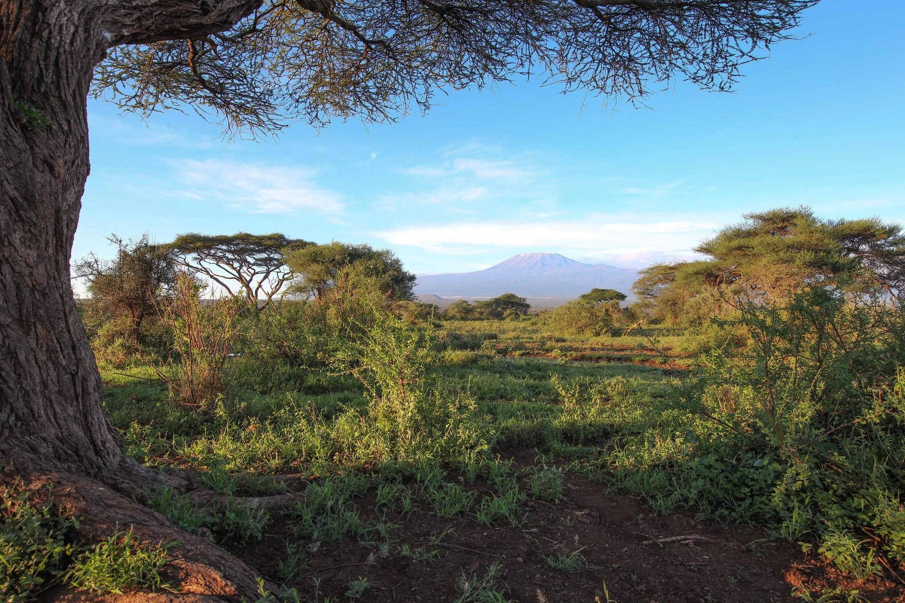 Green bush and acacia trees framed by a tree trunk, with Kilimanjaro on the horizon near Tawi Lodge