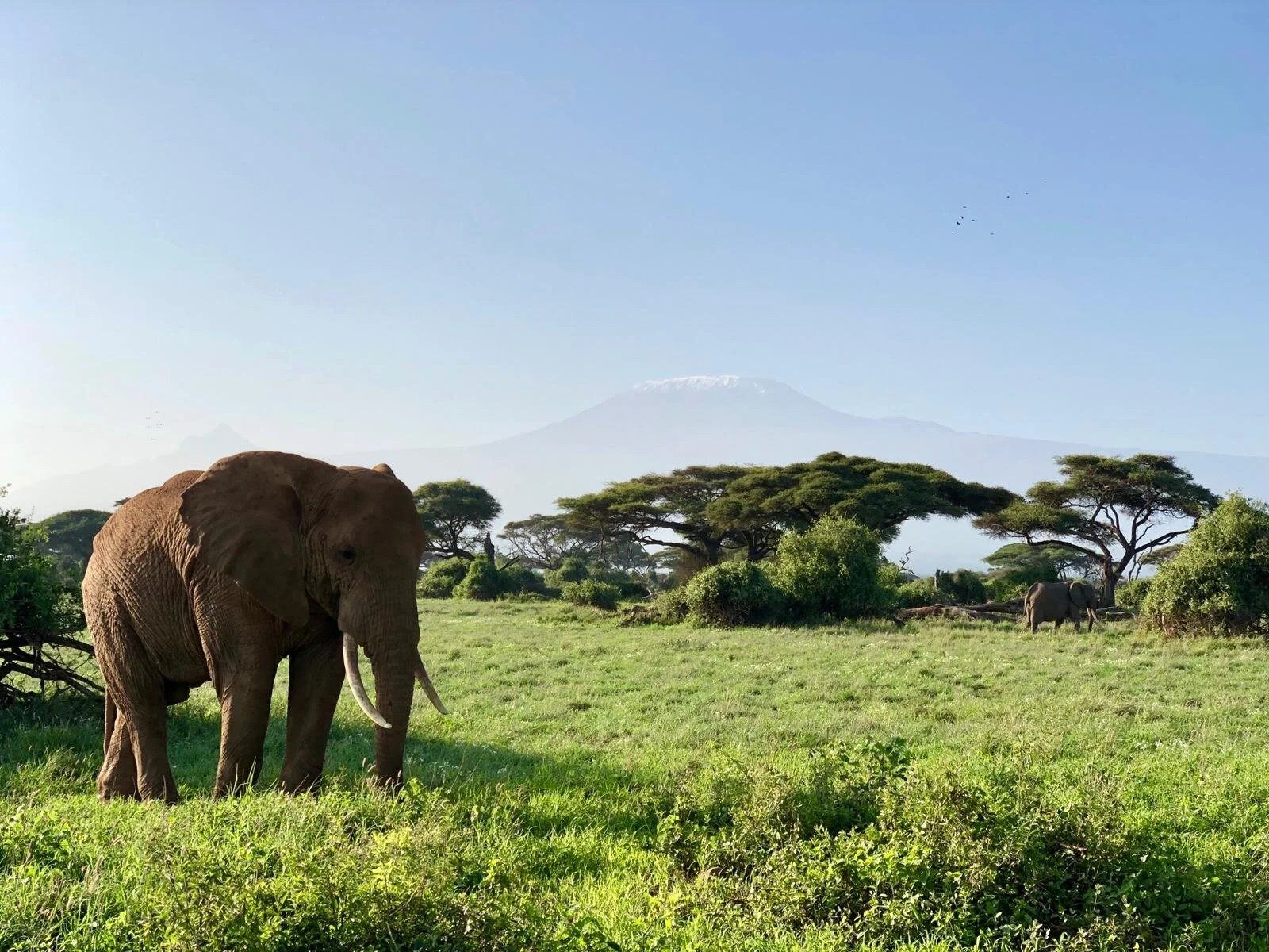 Elephant grazing on green grass with acacias and Kilimanjaro behind near Tawi Lodge