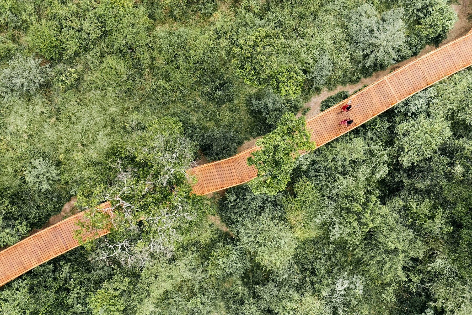 Aerial view of the boardwalk winding through dense tree canopy at The Ritz-Carlton, Masai Mara Safari Camp